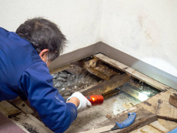 Best Certified Mold Removal  in West Pittston, PA