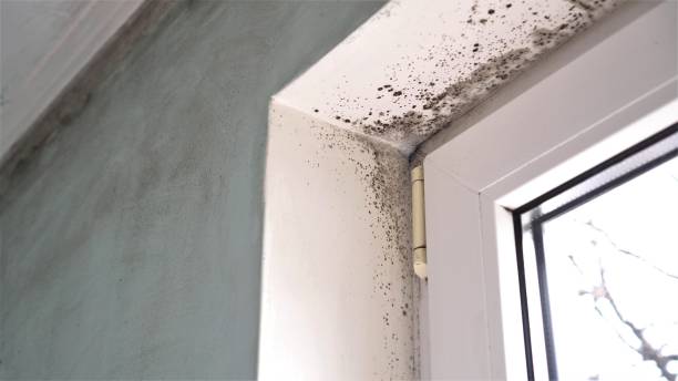 Best Certified Mold Removal  in West Pittston, PA