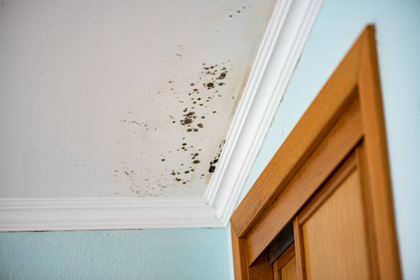 Best Fast Mold Removal  in West Pittston, PA