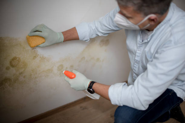 Best Same-Day Mold Removal  in West Pittston, PA