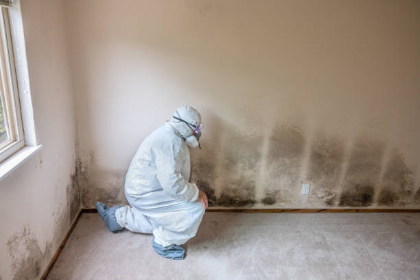 Best Home Mold Removal  in West Pittston, PA