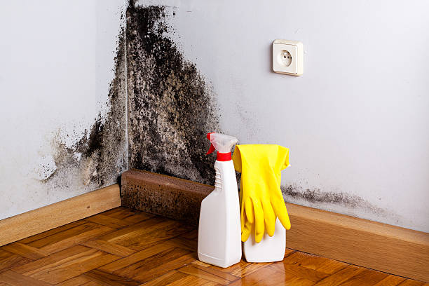 West Pittston, PA Mold Removal Company