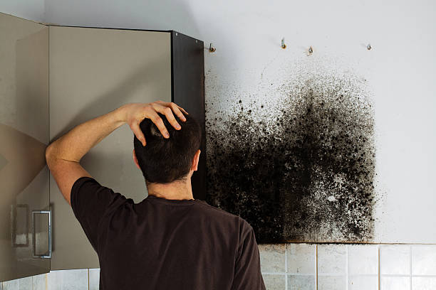 Best Mold Removal Company Near Me  in West Pittston, PA