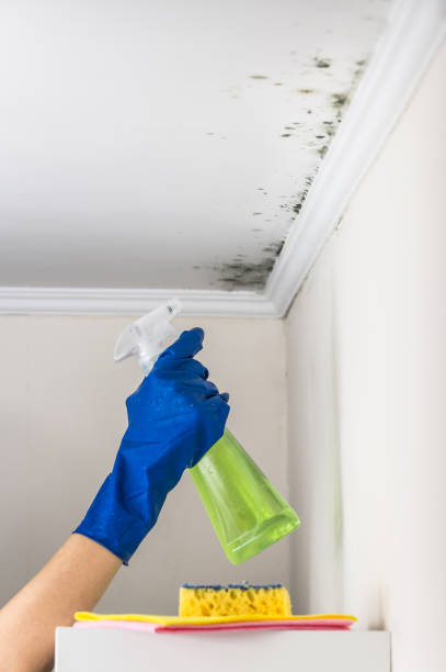 Home Mold Removal in West Pittston, PA