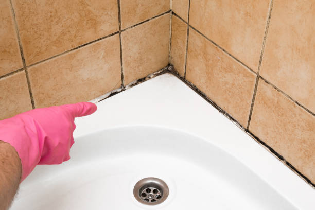 Best Attic Mold Removal  in West Pittston, PA